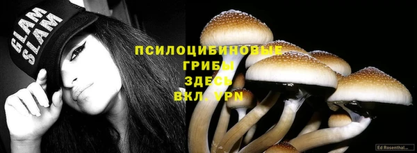 прущие грибы Аркадак